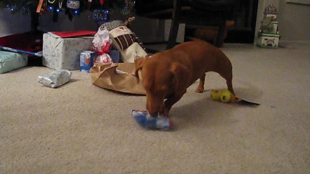 Excited Dachshund Tears Open All Her Christmas Presents With Glee