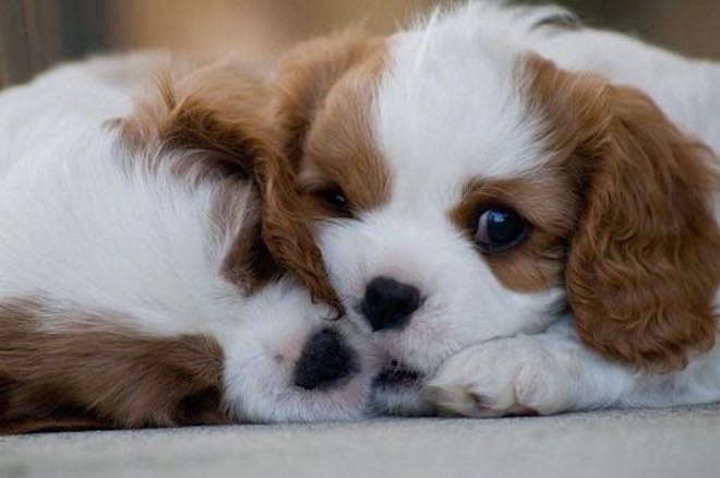 How To Find a Responsible Dog Breeder