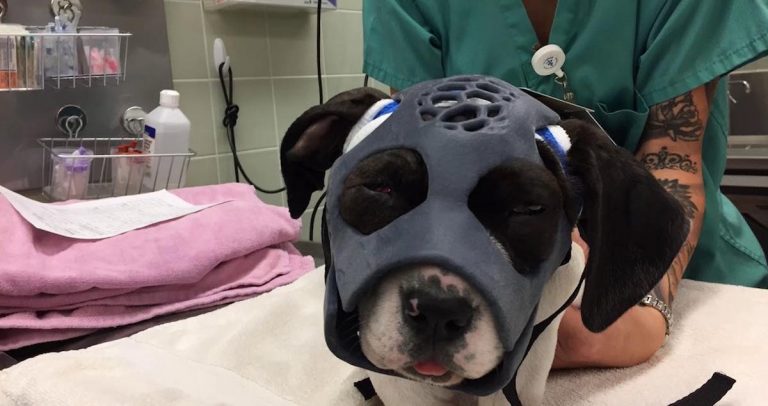 puppy with exo mask
