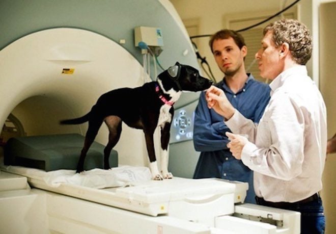 Dogs Are People Too Says Neuroscientist