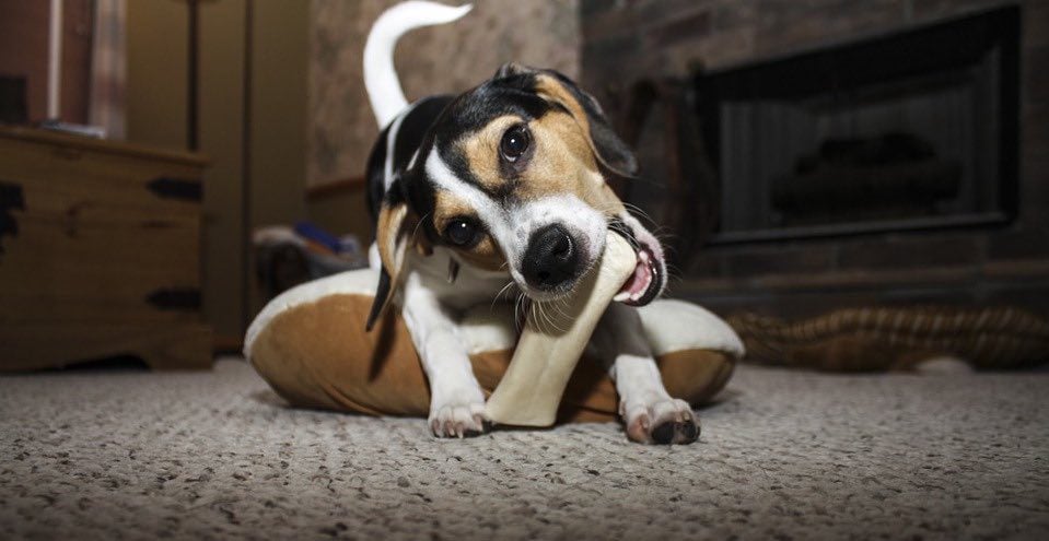 Bone Treats Are Causing Dogs To Get Sick And Die, FDA Warns