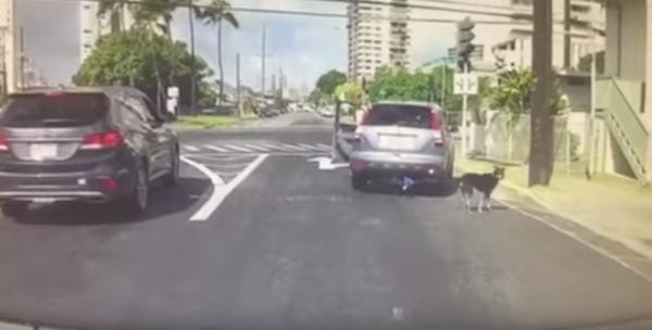 dog dragged behind car