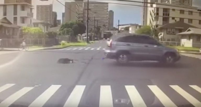 dog dragged behind car