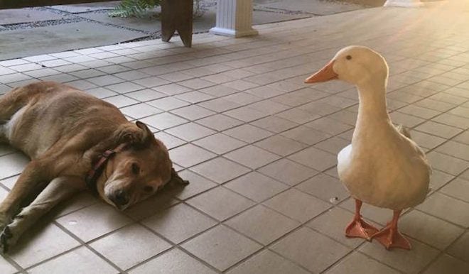 Friendly Duck Shows Up On Doorstep And Helps Heal Grieving Dog’s Heart