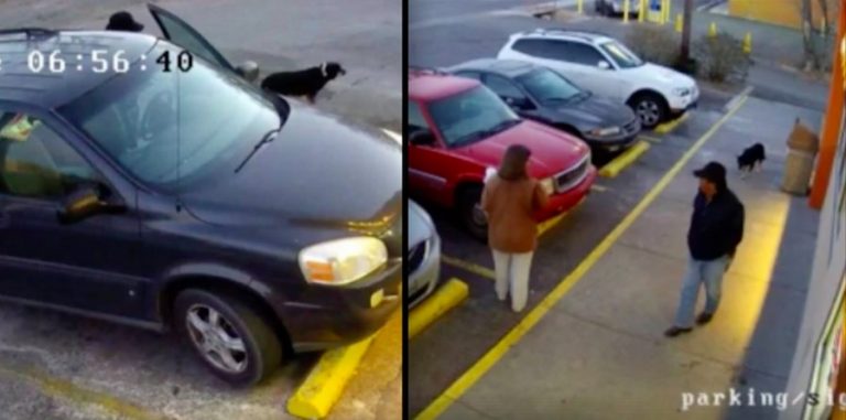 Man Dumps Dog at Dunkin Donuts With Note ‘I’m Free, I’m Having Babies’