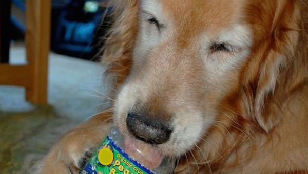 Dog Lovers Warned to Avoid Feeding Dogs Sugarless Peanut Butter