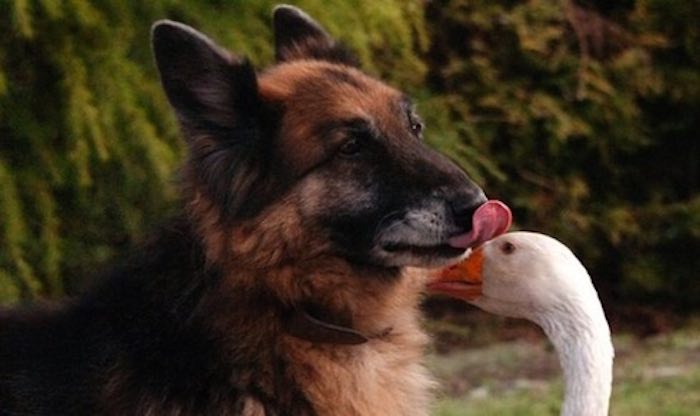 Rescued Goose Becomes Best Friend to Troubled German Shepherd Dog
