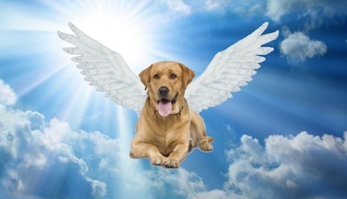 All Animals Go To Heaven Says Pope Francis