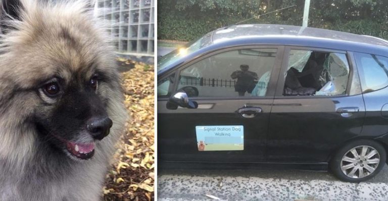 dog left in hot car by dog walker
