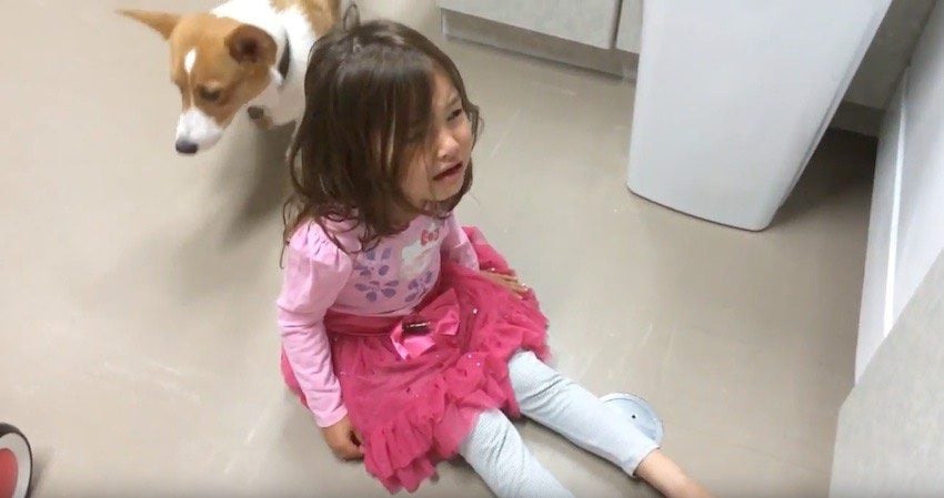 Corgi Comforts Little Girl Having A Tantrum After Hearing Her Cry