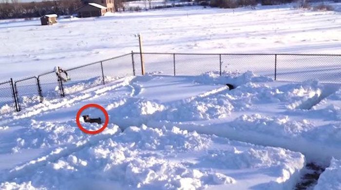 Family Makes Awesome Snow Maze For Their Beloved Dog