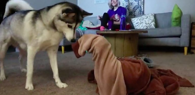 dog stuck in onesie helped by husky