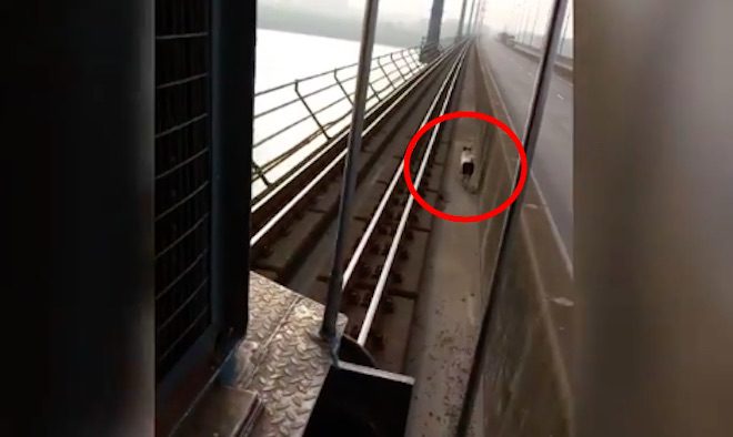 dog outruns train on bridge