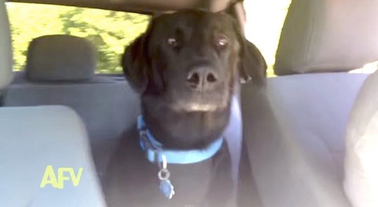 Dog Has Hilarious Reaction When Told He is Going to the Park
