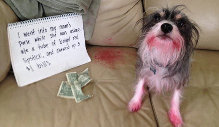 14+ Hilarious Dog Shaming Photos