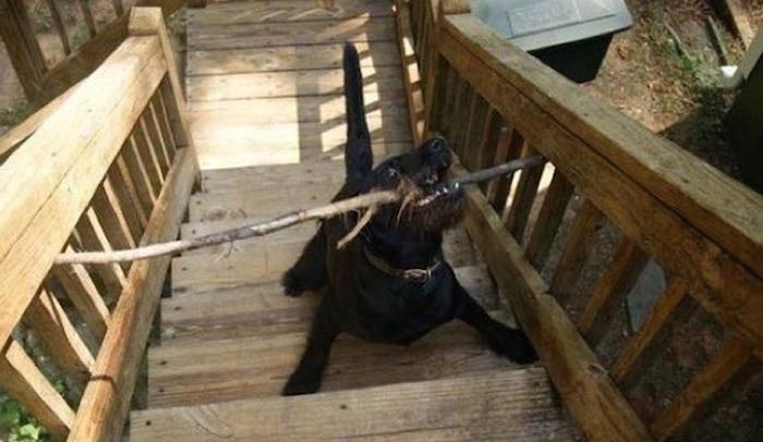 26 Hilarious Dog Truths That Every Pet Parent Will Recognize