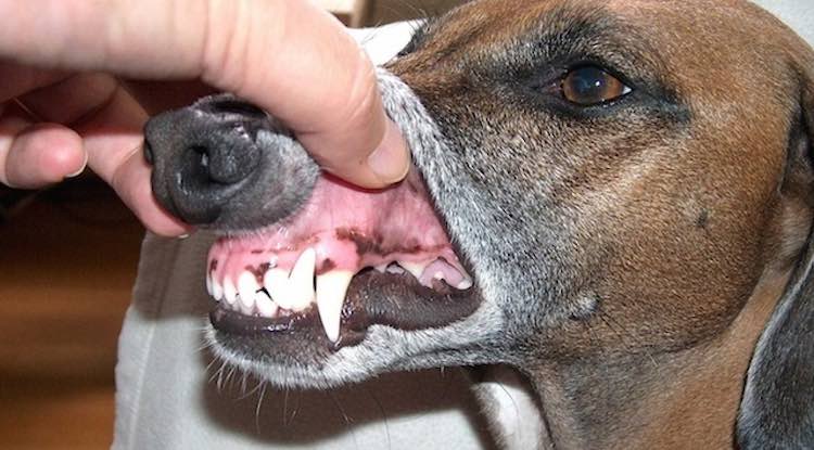 How to Identify Periodontal Disease in Dogs