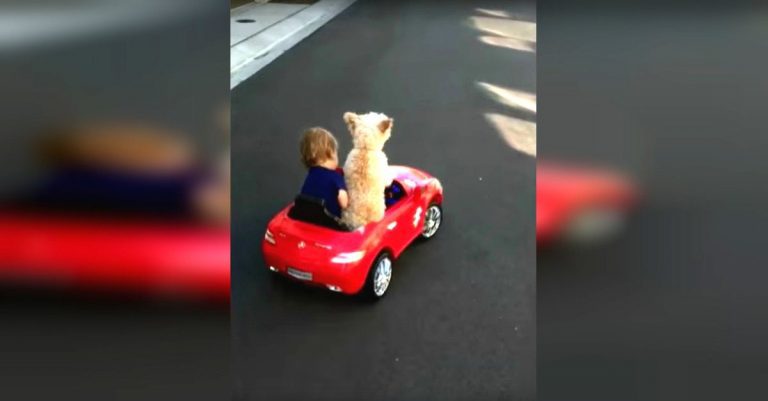 Cute Dog Drives Little Boy Around in Toy Car