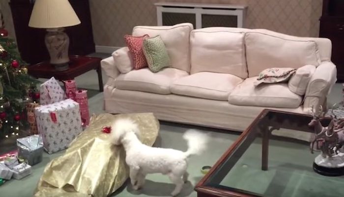 Pet Parent Wraps Himself Up as a Giant Christmas Present for His Dog