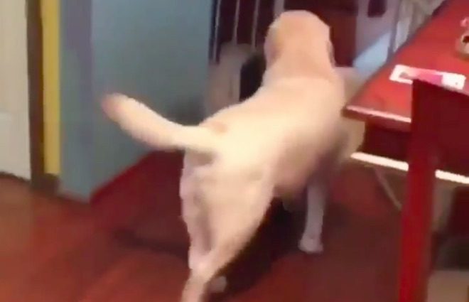 Sweet Dog Does Not Want His Favorite Human to Go on Trip