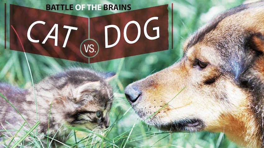 Dogs Are Smarter Than Cats, New Study Finds