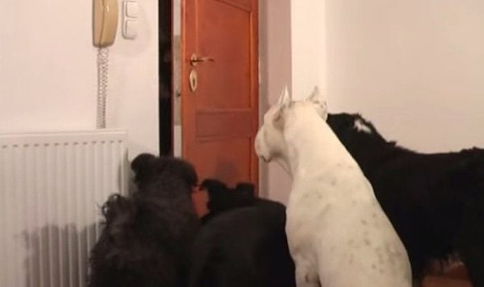 Clever Dogs Work Together to Surprise Their Family for Christmas