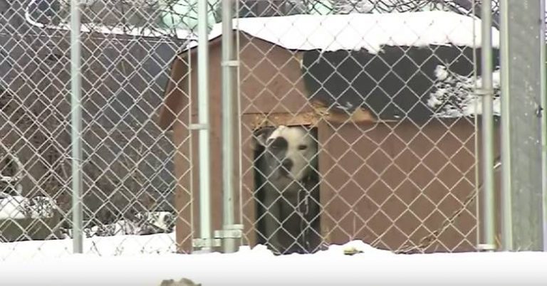 dog left in cold a felony in Pennsylvania