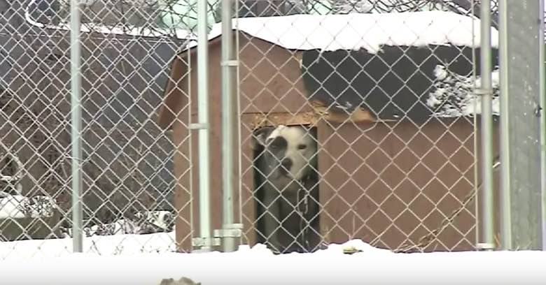 New Law Makes it a Felony to Leave Dogs Outside in The Cold in Pennsylvania