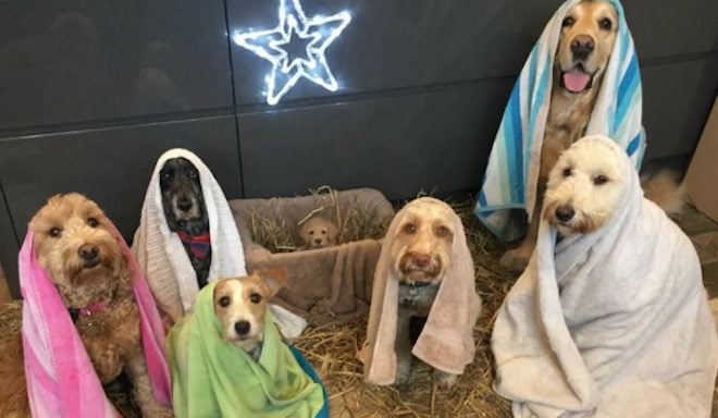 Pet Groomers Recreate Adorable Nativity Scene With Dogs