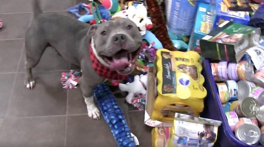 Shelter Dogs Excitedly Pick Out Toys from Under the Christmas Tree