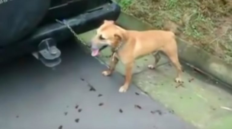 Motorcyclist Stops Woman Dragging Dog Behind Car and Saves Dog’s Life