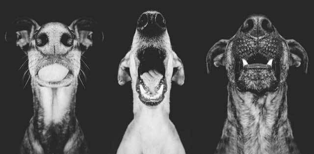 30 Joy-filled Dog Portraits That Will Bring a Smile to Your Face