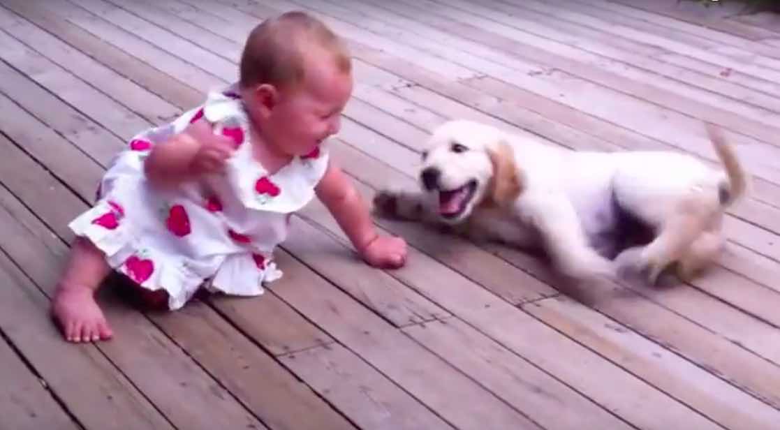Golden Retriever Puppy Delighted to Meet Toddler for First Time