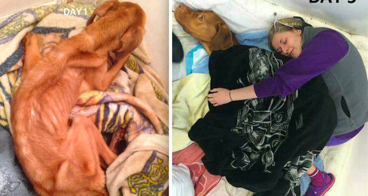 Emaciated Dogue de Bordeaux Found Curled Up and Shivering in Need of Christmas Miracle