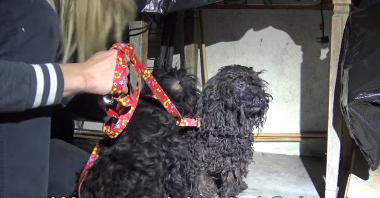 father and son dog rescue