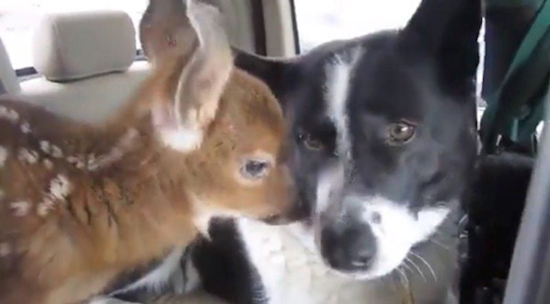 Orphaned Fawn Finds Comfort With Dog Who Scares Bears for a Living