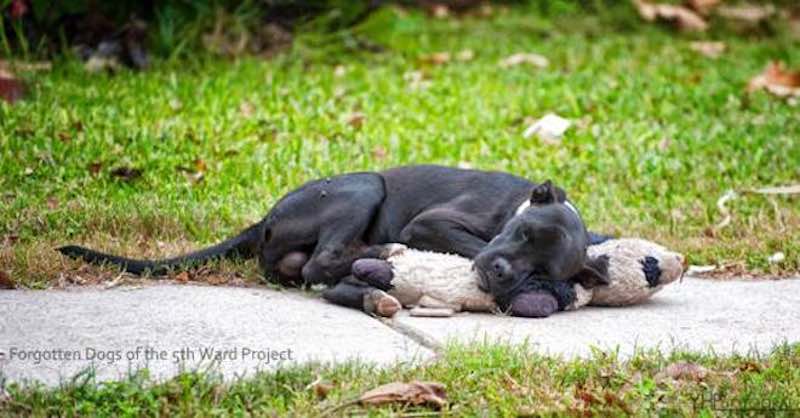 Stray Dog Takes Comfort In Discarded Stuffed Toy
