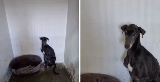 Scared Shelter Dog Changes Mood Overnight When Brought To Rescue
