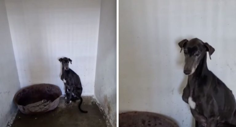 Scared Shelter Dog Changes Mood Overnight When Brought To Rescue