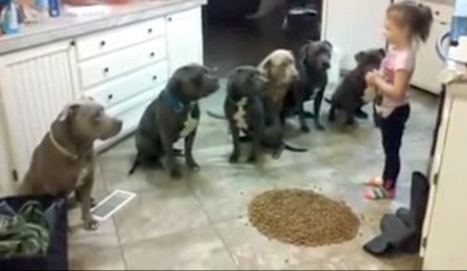Four-Year-Old Girl Feeds Six Pit Bulls