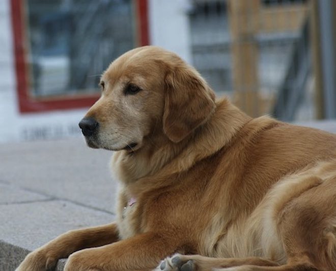 Anterior Cruciate Ligament (ACL) Injuries in Dogs: Symptoms and Diagnosis