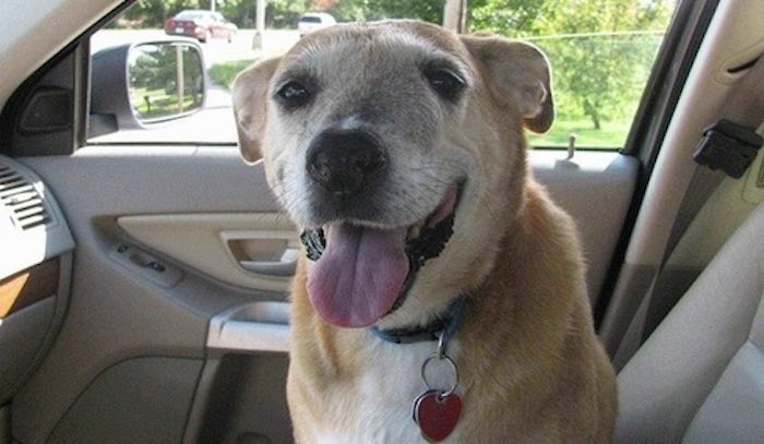 Emotional Farewell Between Loving Man and His First Dog