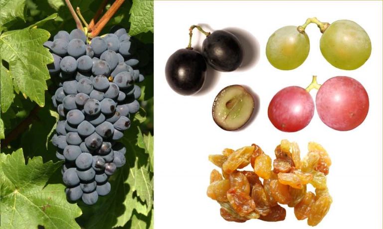 Toxic Foods for Dogs – Fruits, Vegetables and Nuts