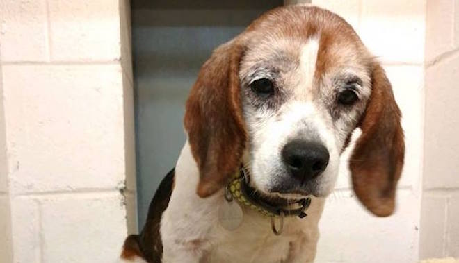 Homeless Beagle with Lymphoma Will Spend Last Christmas with New Family