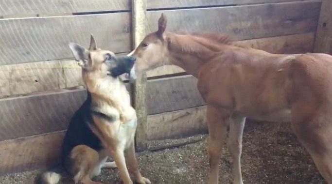 german shepherd plays with foal