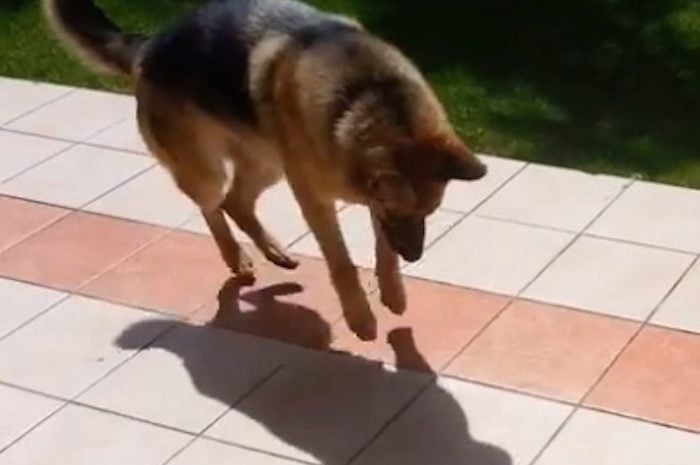 Funny German Shepherd Dog Pounces on Her Shadow