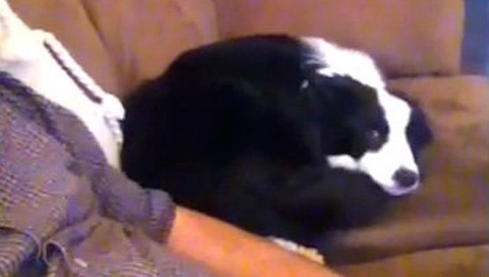 Guilty Dog Tries to Charm Her Way Out of Trouble