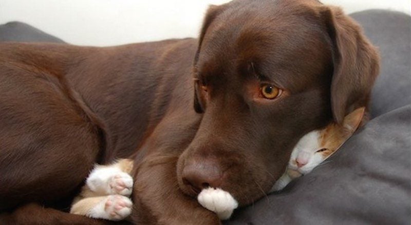 Adorable Photos of Cat and Dog Capture Their Super Close Friendship