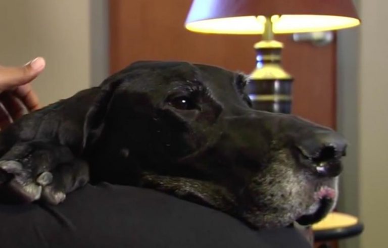 Dog Saves Woman’s Life After Her Boyfriend Attacks Her With a Hammer