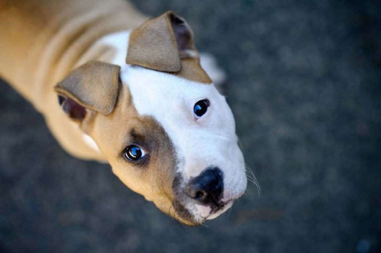 Heartworm: How One Mosquito Bite Can Kill Your Dog